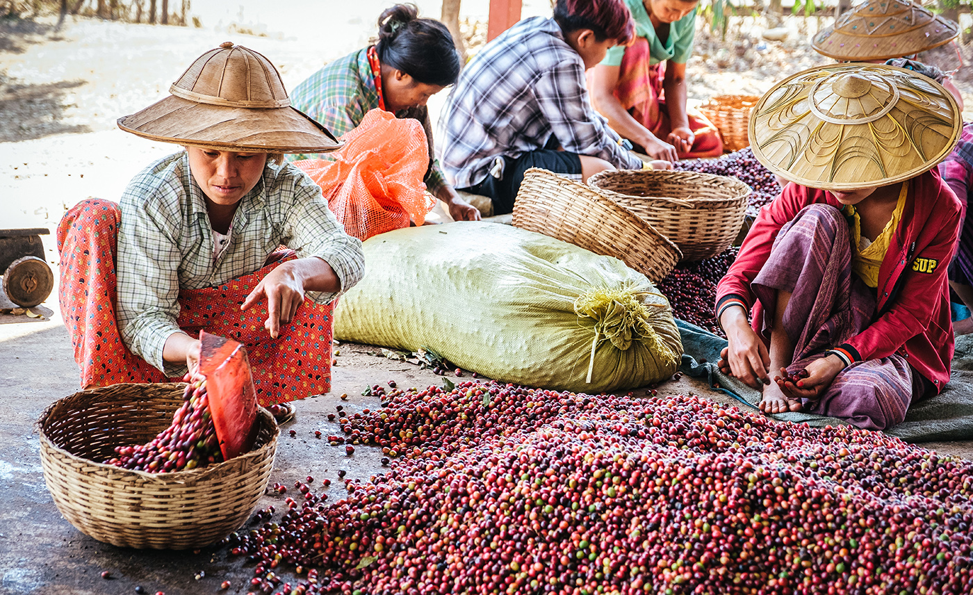 Conflictfood_Jadae_Kaffee_Kirschen_Produktion_Myanmar