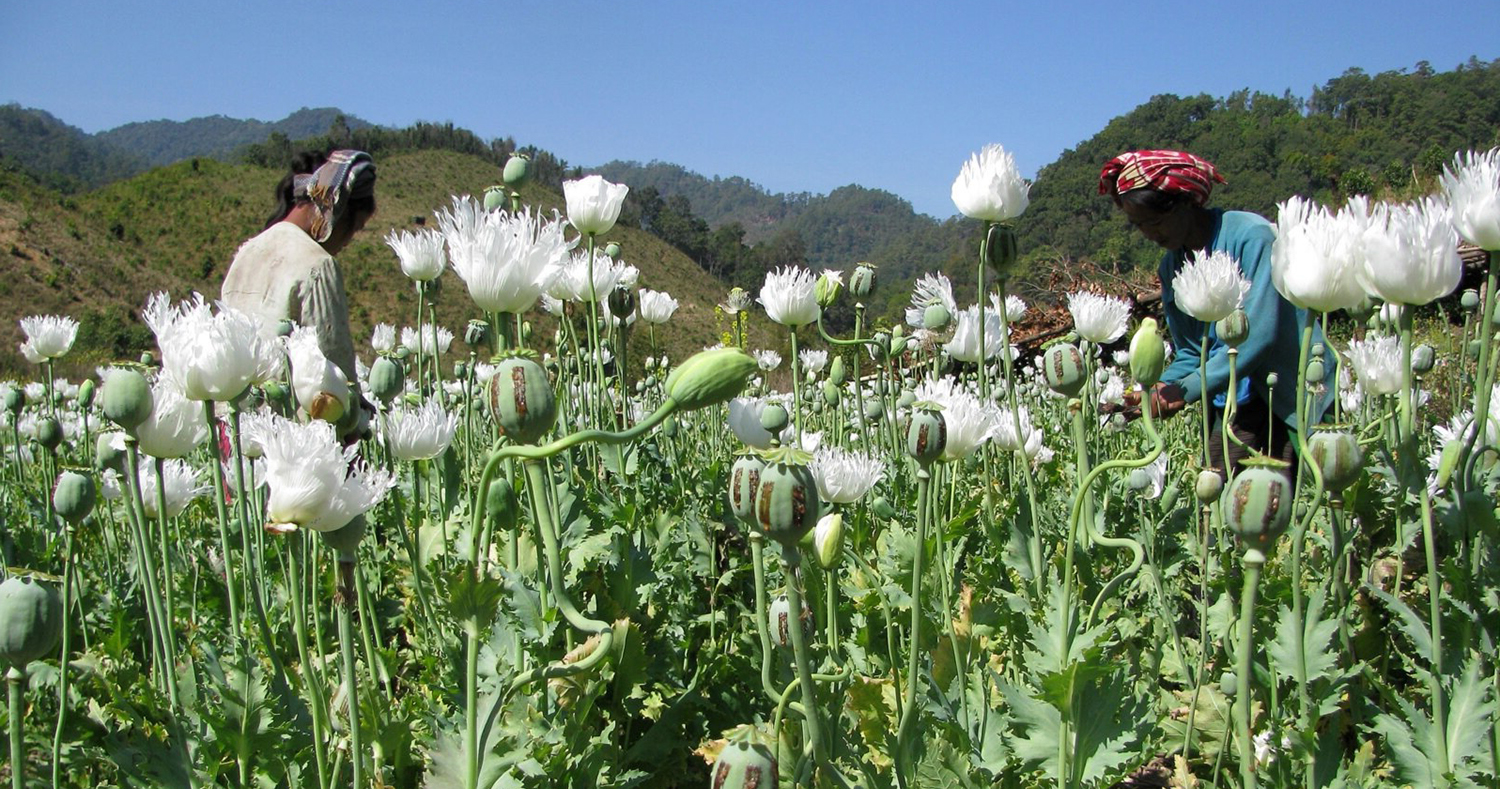 Opium_Anbau_Shan_State_Myanmar